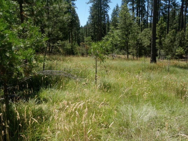 Restored meadow area at Crane Valley